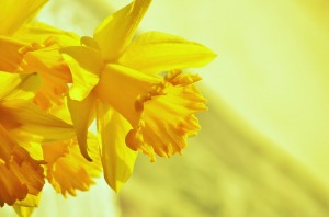Bloom-Spring-Yellow-Blossom-Daffodils-Osterglocken-1257105